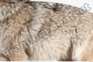 Wolf body photo reference 0001